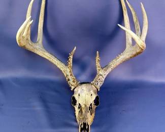 Deer Skull With Antlers 