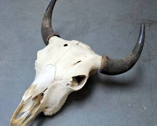 American Buffalo/Bison Skull 