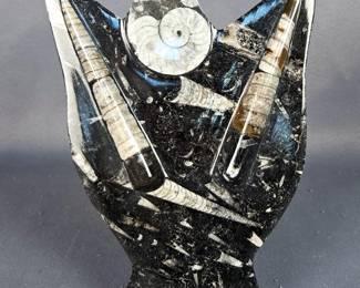 Polished Orthoceras And Ammonite Fossil Display, Approx 8.25" Tall 