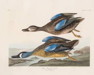 Lot 1001
After John James Audubon (American, 1785-1851) Engraving with Etching, Aquatint, and Hand-coloring on J Whatman Paper, Ca. 1836, 'Blue-Winged Teal'