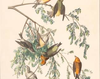 Lot 1002
After John James Audubon (American, 1785-1851) Hand Colored Engraving with Aquatint on J Whatman Paper, Ca. 1827-38, 'American Crossbill, Plate 197'