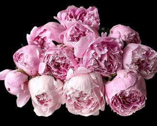 Peonies