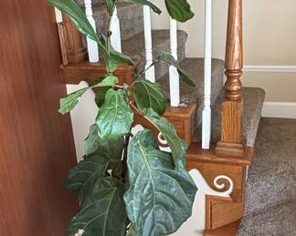 Fiddle Leaf Fig Ficus lyrata