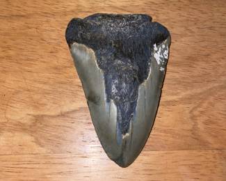 Megalodon tooth 3 inches