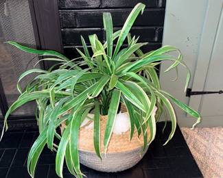 Silk Plant in Pom-Pom Basket!