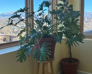 Healthy live plants throughout