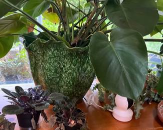Indoor plants