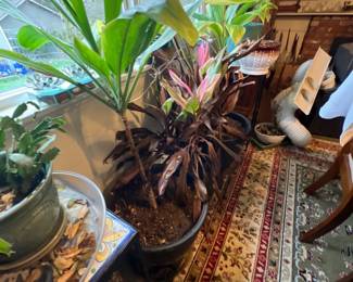 Large indoor potted plants