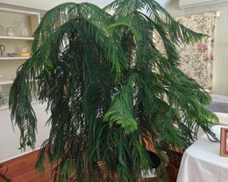 012
Large Mature 40 Year Old Norfolk Pine
66" Diameter x 76" Tall