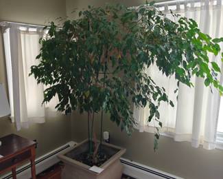 024
Large Mature Ficus
72" Diameter x 80" Tall