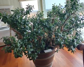 011
Large Mature 40 Year Old Jade Plant
60" Diameter x 48" Tall