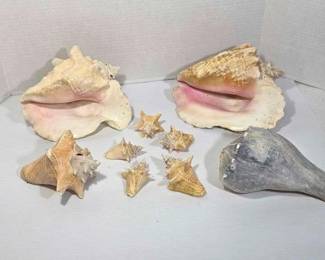 Variety Pack of Conch Shells