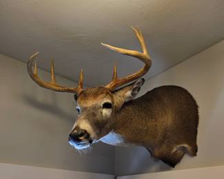 Deer head