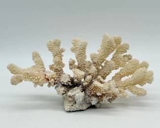 42 LargeNaturalWhiteCauliflowerCoralSpecimen