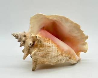 38 LargeNaturalQueenConchShell