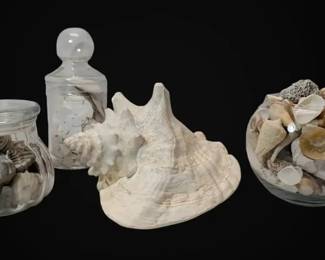 Dried And Fossilized Seashells