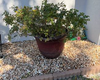 Rose plant in planter 