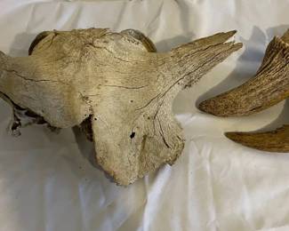 Partial Bison Skull and Horns