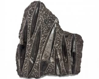 4 OrthocerasFossilClusterinNaturalStoneMatrix