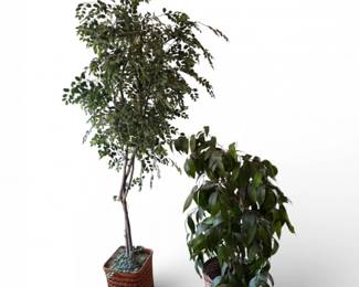 62 TallFauxIndoorTreeswWickerBasketsFloorDecor