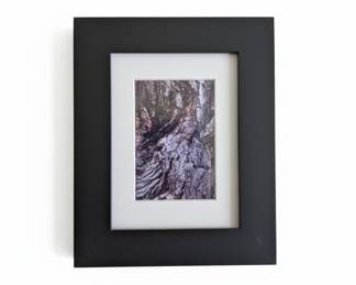 Framed Photograph of Tree Bark
