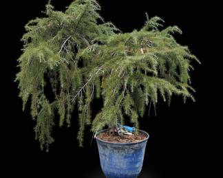 Potted Juniper Bonsai Tree