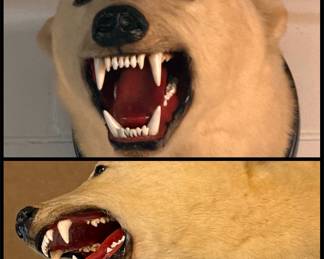 Lot #140: Bear Head Mount, circa 1955