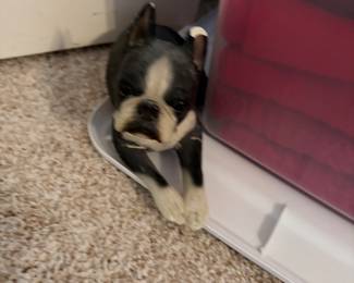 Cast Iron Boston terrier(chipped) 