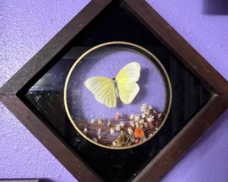 Framed Yellow Butterfly (Phoebis trite or similar) with Dried Flowers