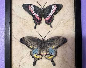 Framed Butterflies Wall Art - Papilio Ascanius and Papilio Paris