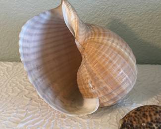 Lot #41 Natural Seashell Collection – Large Decorative Shells & Assorted Specimens