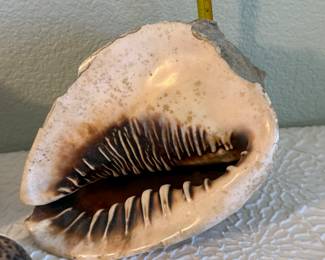 Lot #41 Natural Seashell Collection – Large Decorative Shells & Assorted Specimens