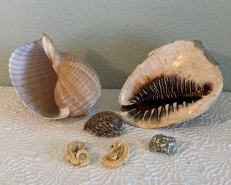 Lot #41 Natural Seashell Collection – Large Decorative Shells & Assorted Specimens