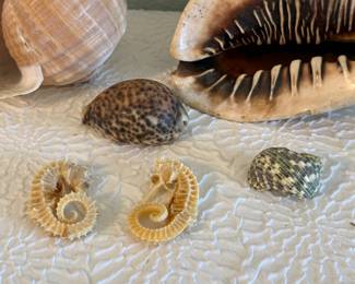 Lot #41 Natural Seashell Collection – Large Decorative Shells & Assorted Specimens