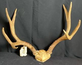 Whitetail Deer Antlers Skull Cap Mount * 8 Point
