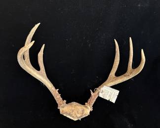 Whitetail Deer Antlers Skull Cap Mount *1975 Deer Tagged Washington State * 6 Point
