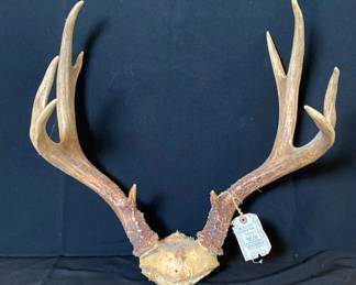 Whitetail Deer Antlers Skull Cap Mount * 8 Point
