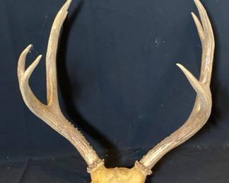 Whitetail Deer Antlers Skull Cap Mount * 8 Point
