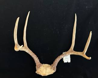 Whitetail Deer Antlers Skull Cap Mount * 1975 Washington State Deer Tagged * 6 Point
