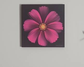Cosmos Flower on Black Background Metal Print by Mike Hill