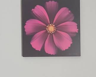 Pink Cosmos Flower Photographic Canvas Print