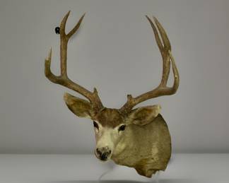 Taxidermy Mule Deer Buck Shoulder Mount