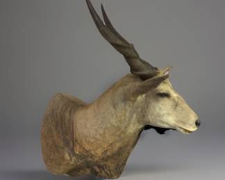 Taxidermy Trophy African Antelope- Eland
