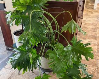 SPLITLEAF PHILODANDRUM PLANT.