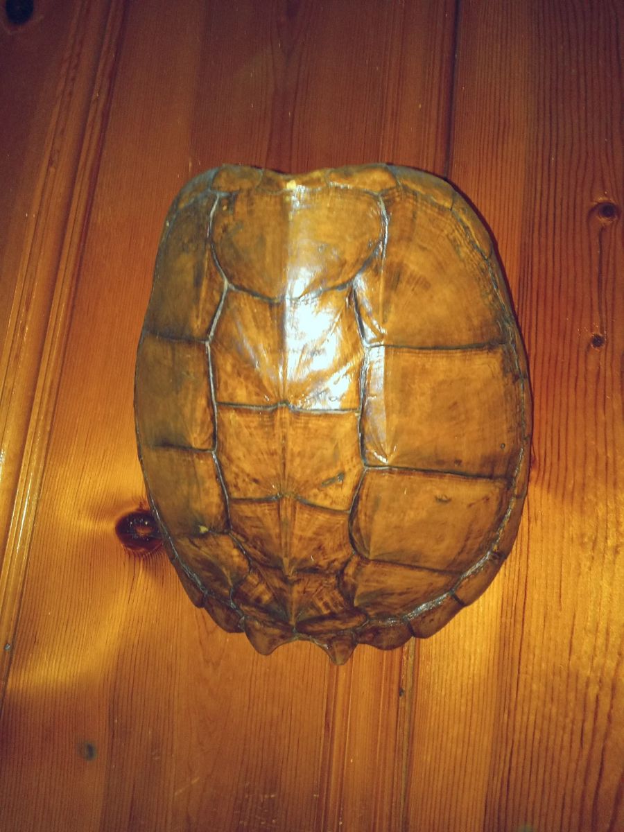 Large Tortise shell