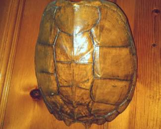Large Tortise shell
