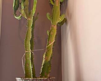 Potted Candelabra Cactus