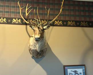 Caribou Mount