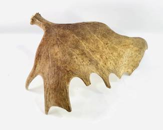 Moose Antler