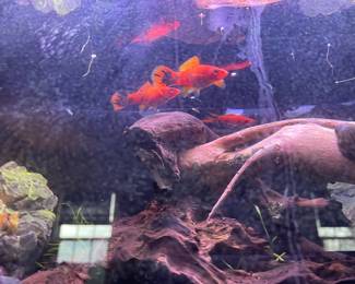 Beautiful 10--Gallon Aquarium w/lotsa extras!